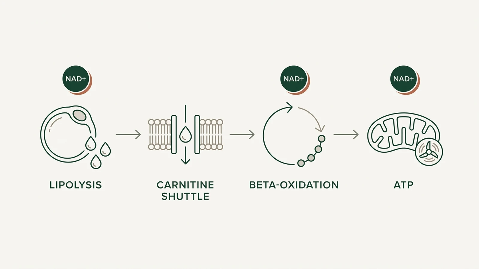 Four-stage diagram: lipolysis, carnitine shuttle, beta-oxidation and ATP production, showing where NAD+ is required