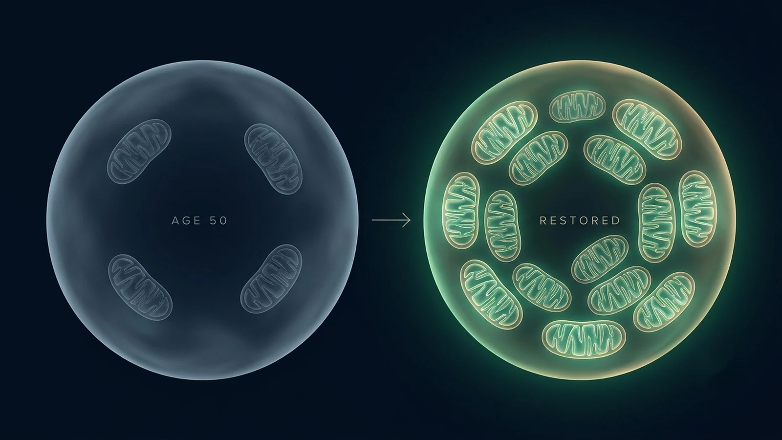 Mitochondrial biogenesis — a cell with few dim mitochondria beside a cell dense with bright, active mitochondria